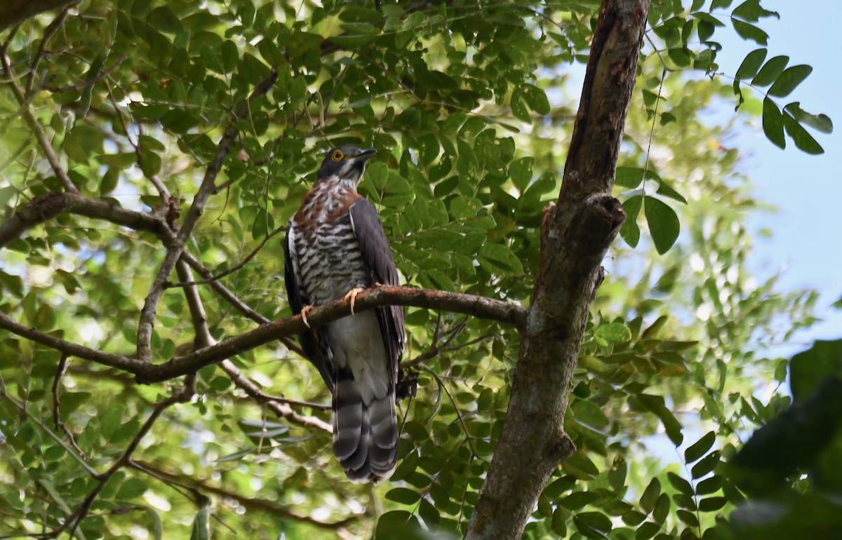 Large Hawk-Cuckoo - Walter Oshiro