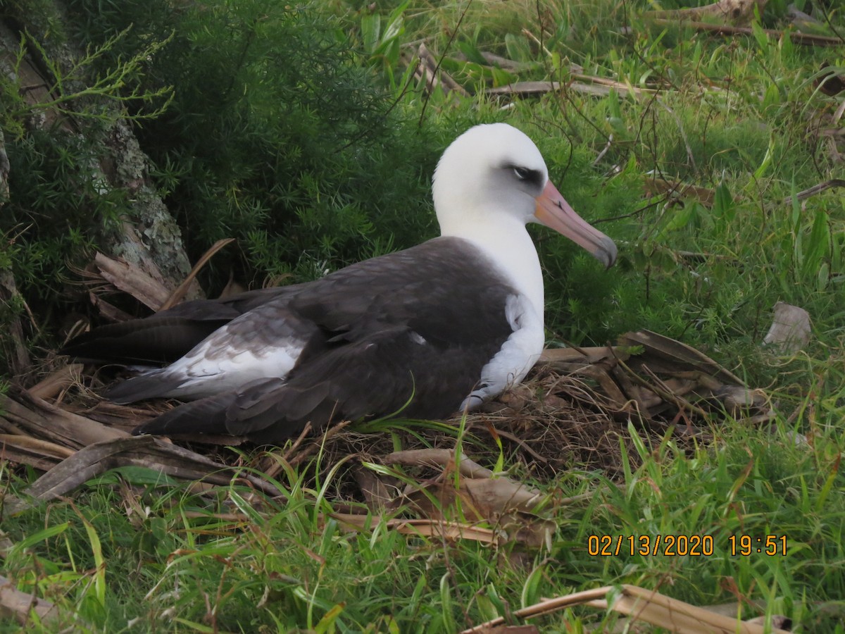 albatros laysanský - ML209077081