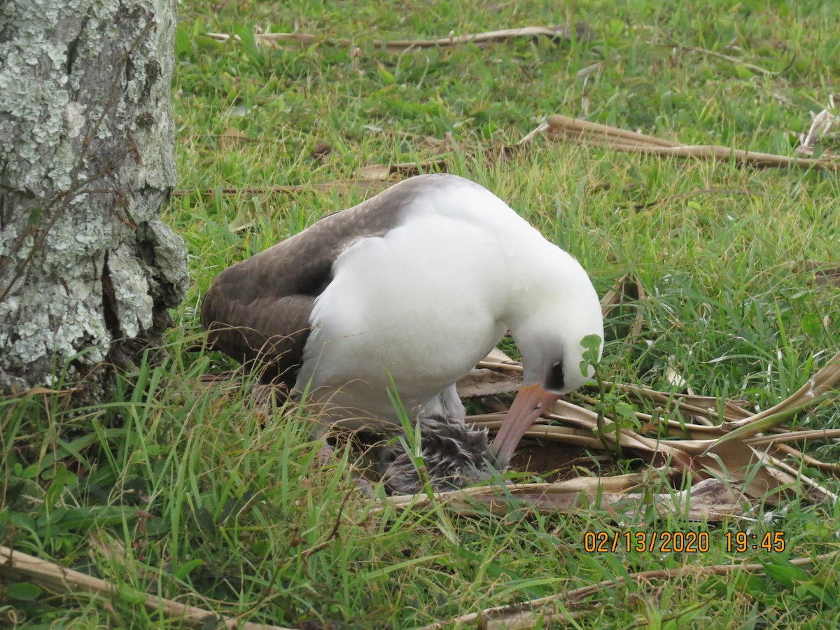 albatros laysanský - ML209077091