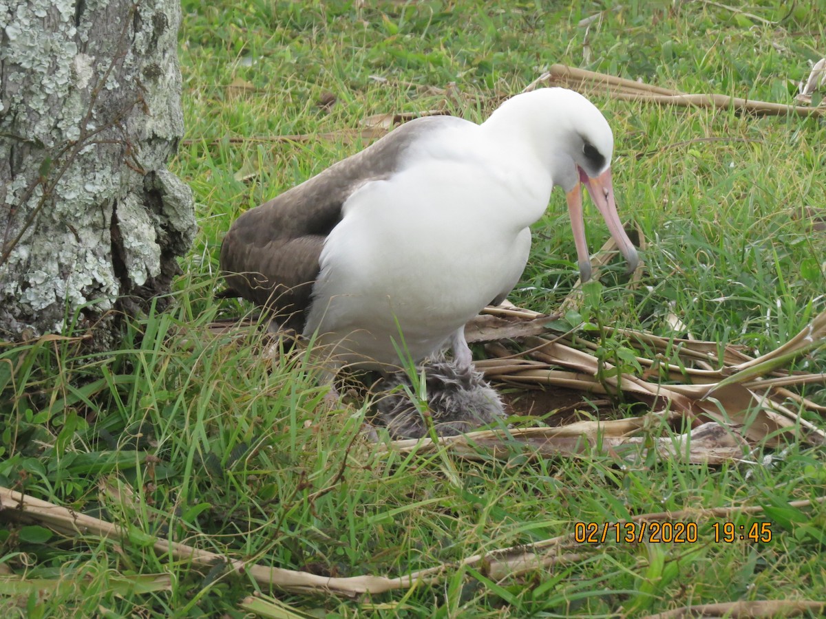 albatros laysanský - ML209077111