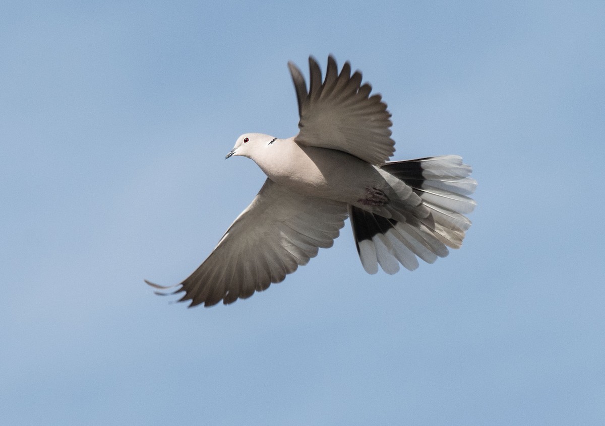 Eurasian Collared-Dove - Alison Davies