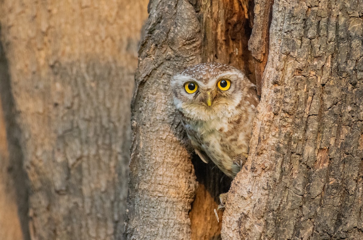 Spotted Owlet - Dr. Pankaj Chibber