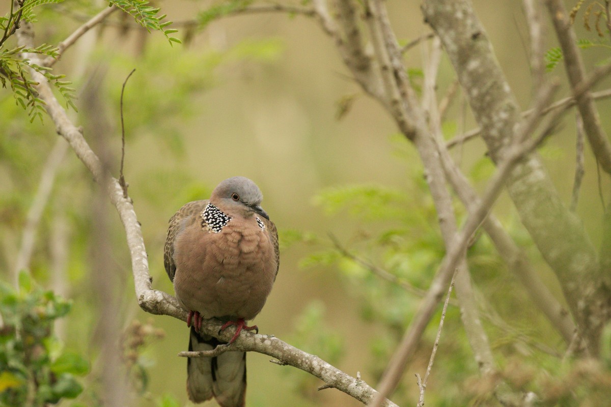 Spotted Dove - ML209082591