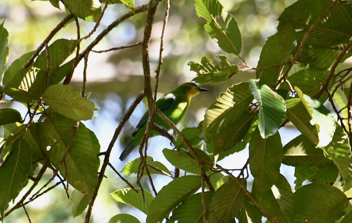 Yellow-throated Leafbird - Walter Oshiro