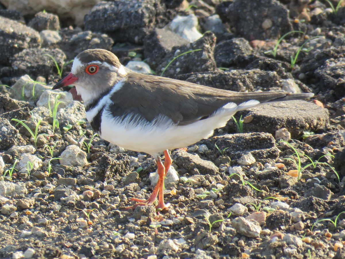 Three-banded Plover (African) - ML209085631