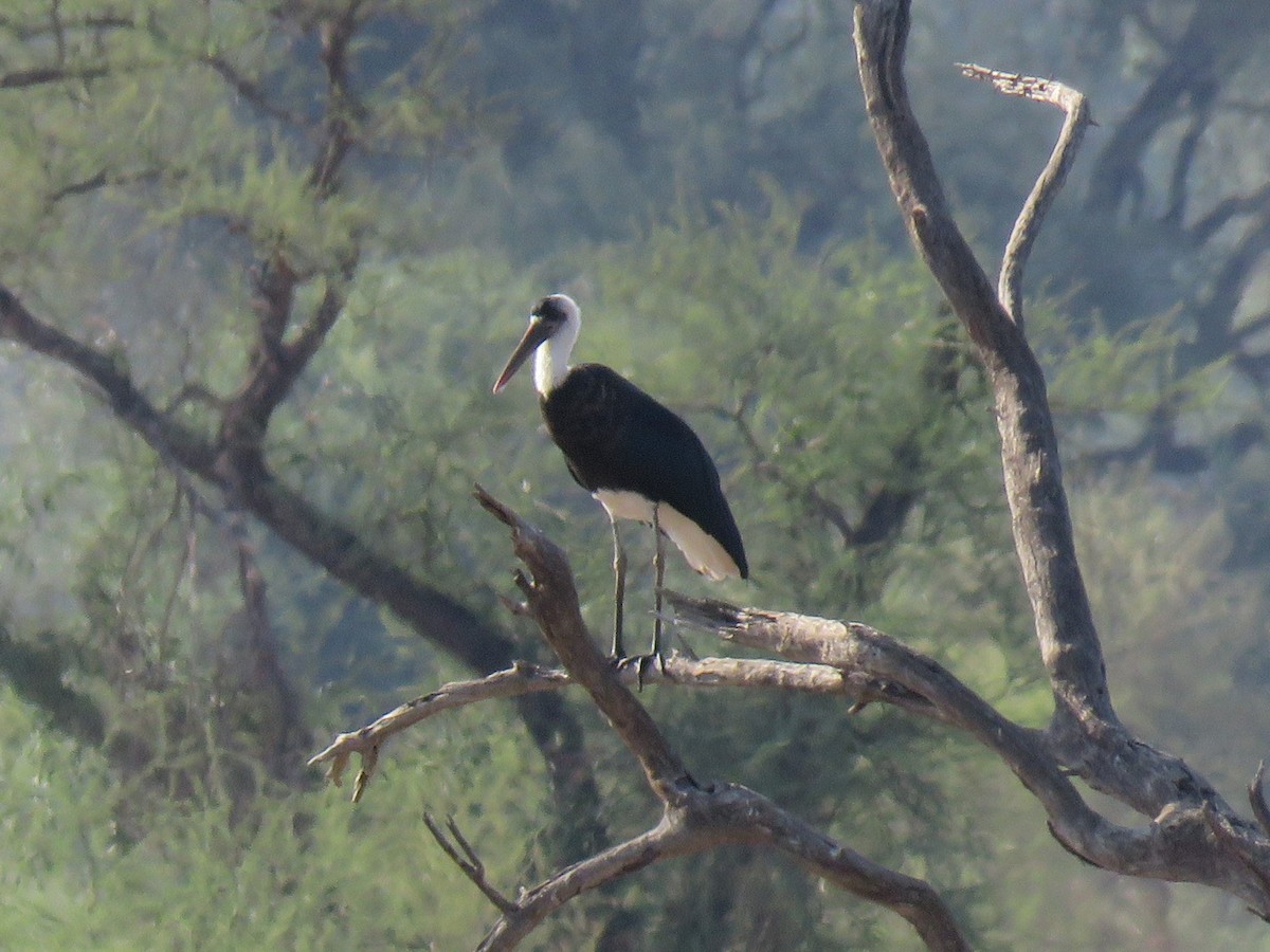 African Woolly-necked Stork - Colin Dillingham
