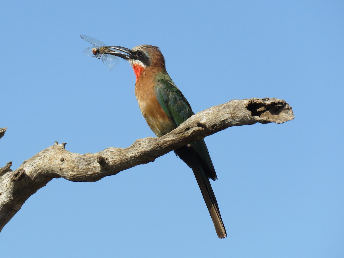 White-fronted Bee-eater - Colin Dillingham