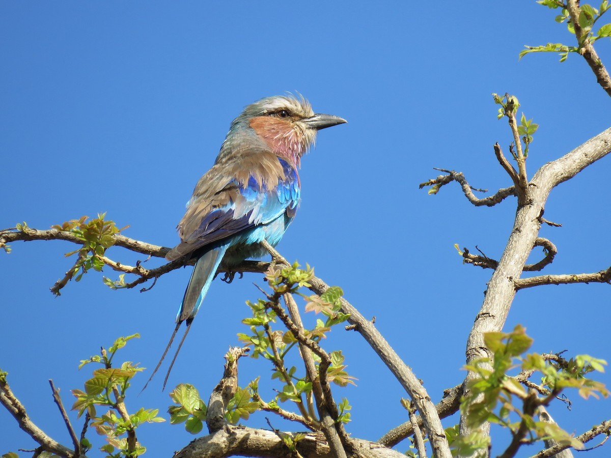 Lilac-breasted Roller - Colin Dillingham
