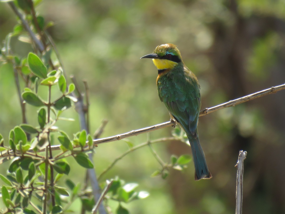 Little Bee-eater - Colin Dillingham