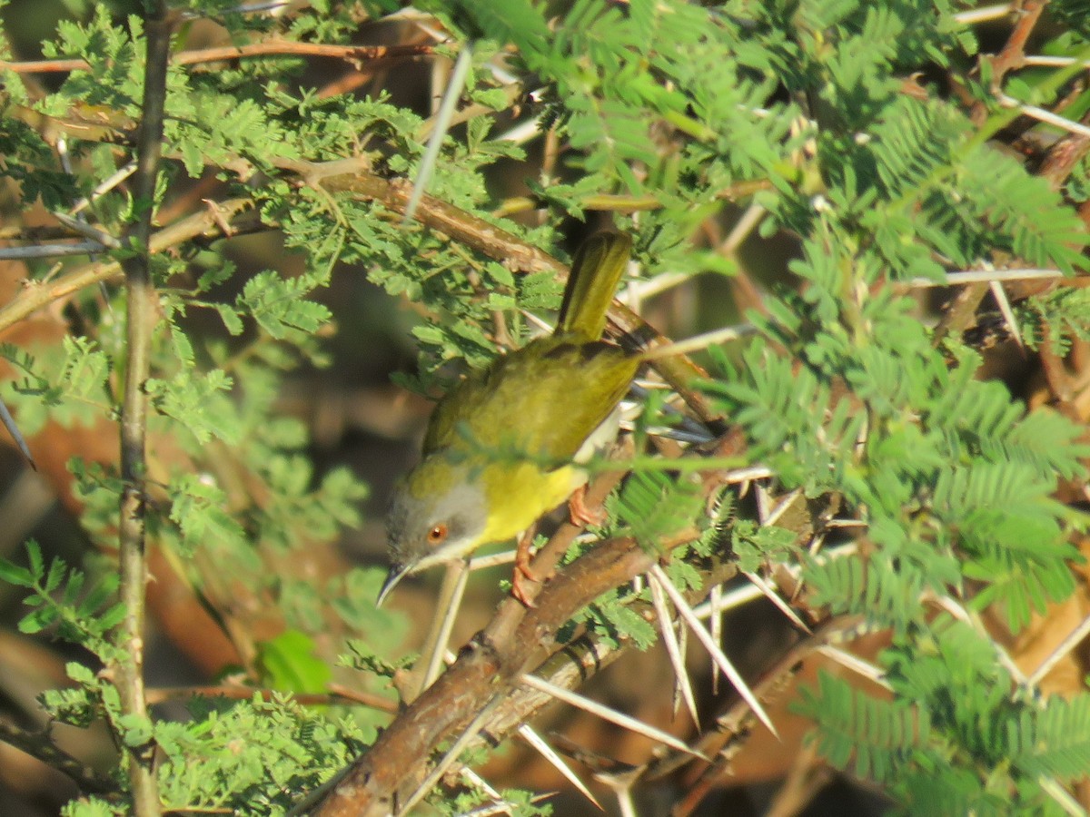 Yellow-breasted Apalis - Colin Dillingham