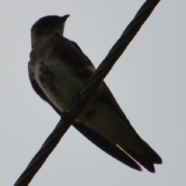 Brown-chested Martin - ML209099591