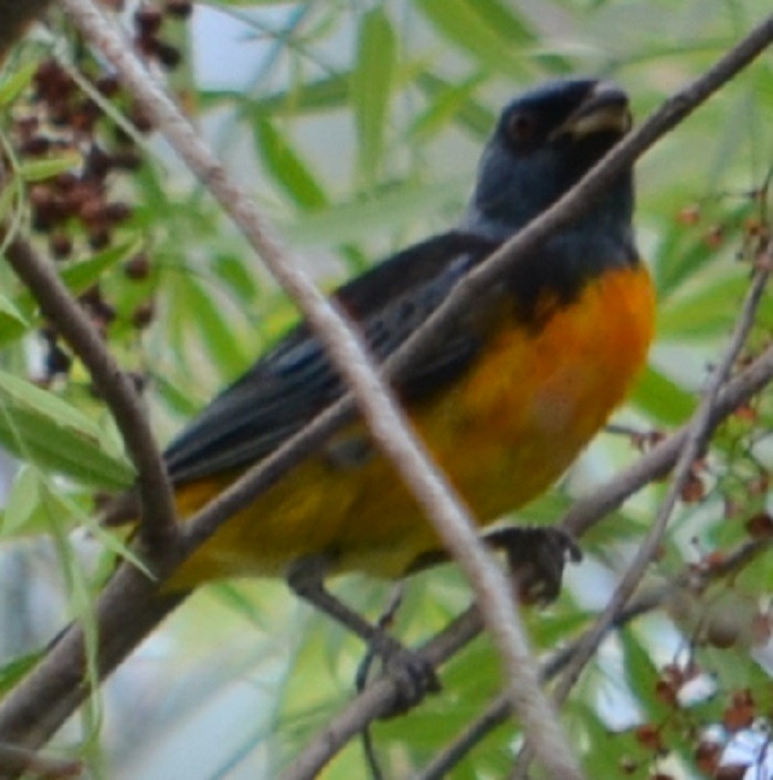 Blue-and-yellow Tanager - ML209100441