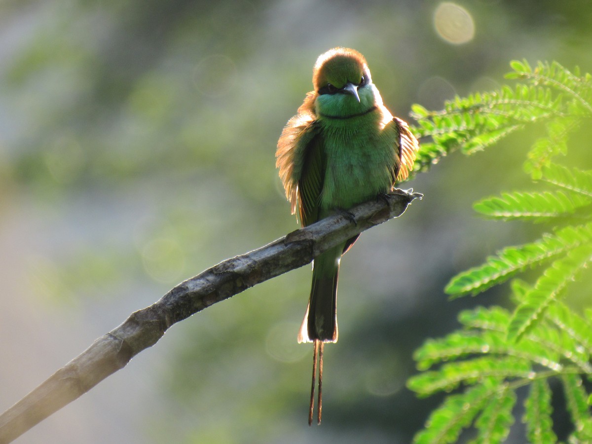Asian Green Bee-eater - Brennen Beyer