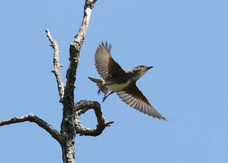 Olive-sided Flycatcher - Deb Hale