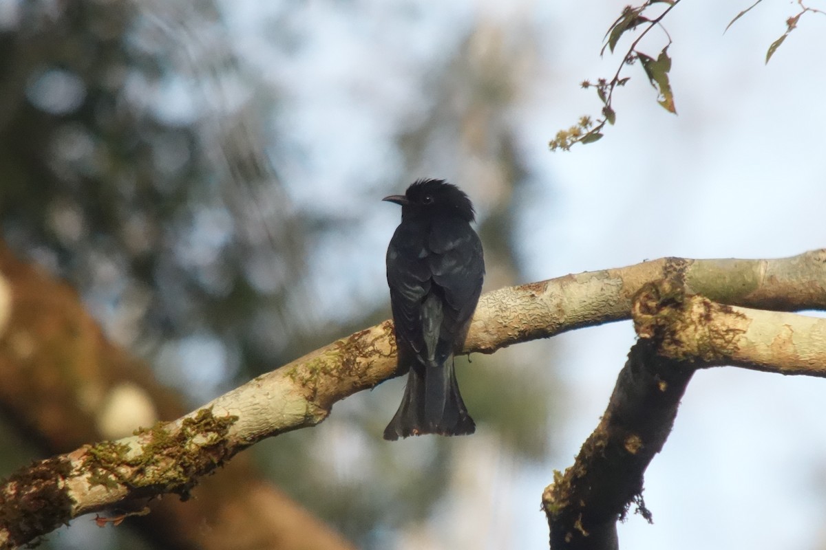 Square-tailed Drongo-Cuckoo - ML209107391
