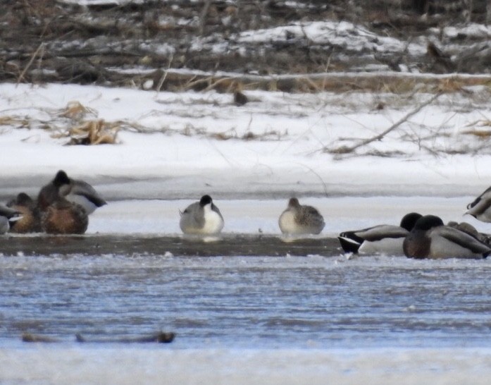 eBird Checklist 14 Feb 2020 Hadley Cove 15 species