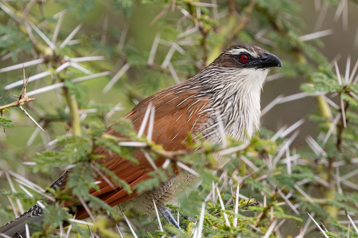 White-browed Coucal - ML209113781