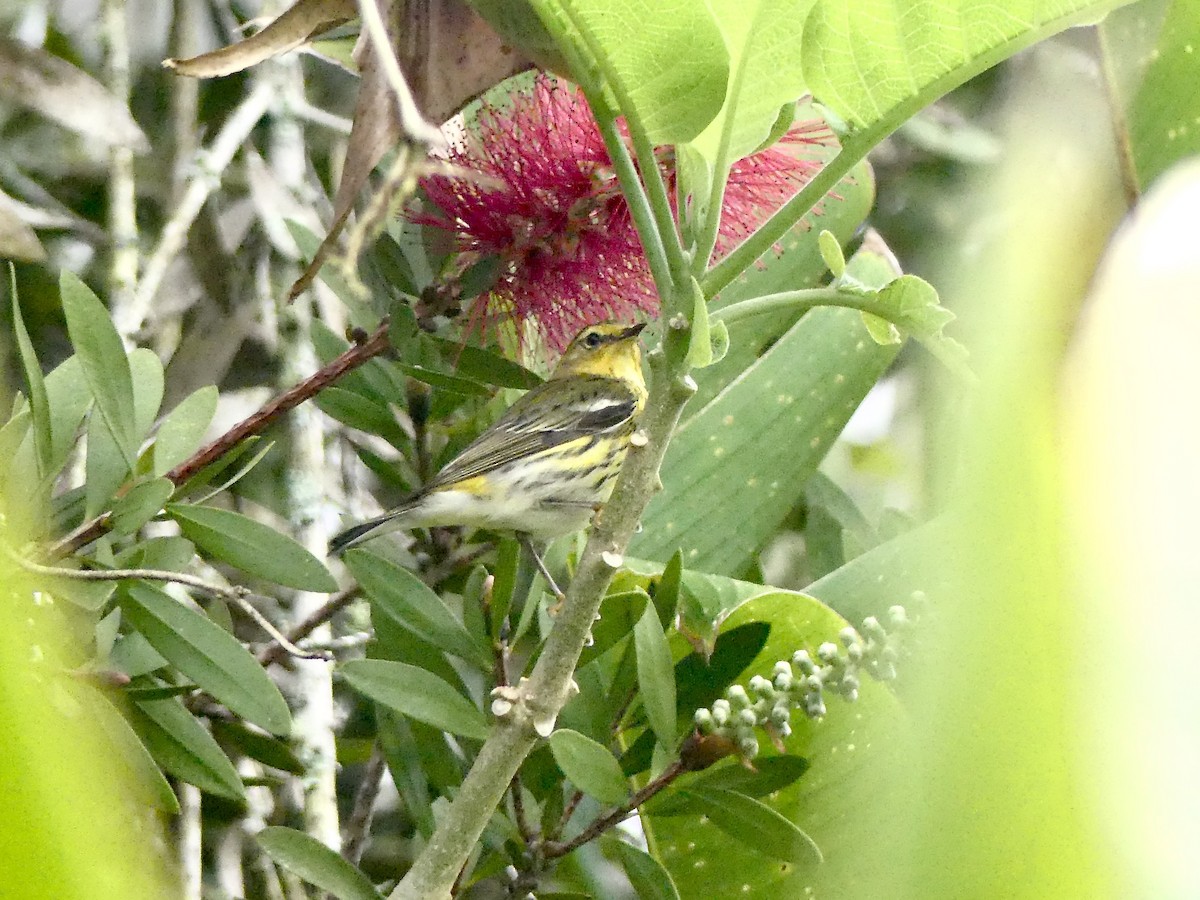 Cape May Warbler - ML209114161