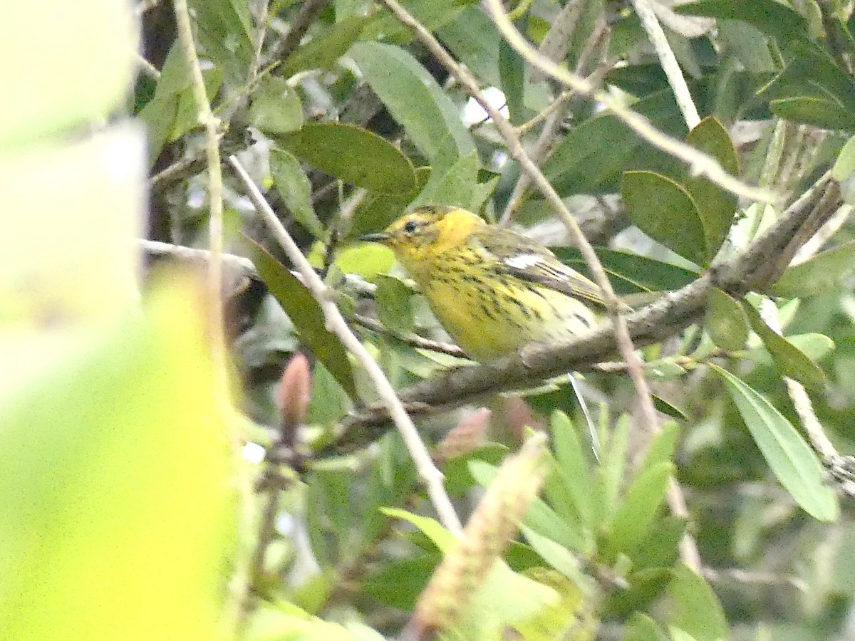 Cape May Warbler - ML209114201