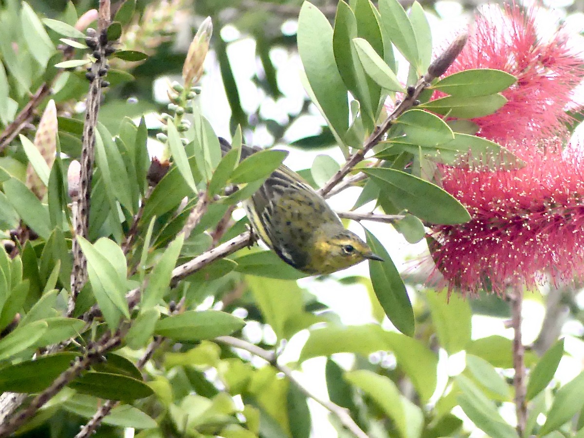 Cape May Warbler - ML209114211