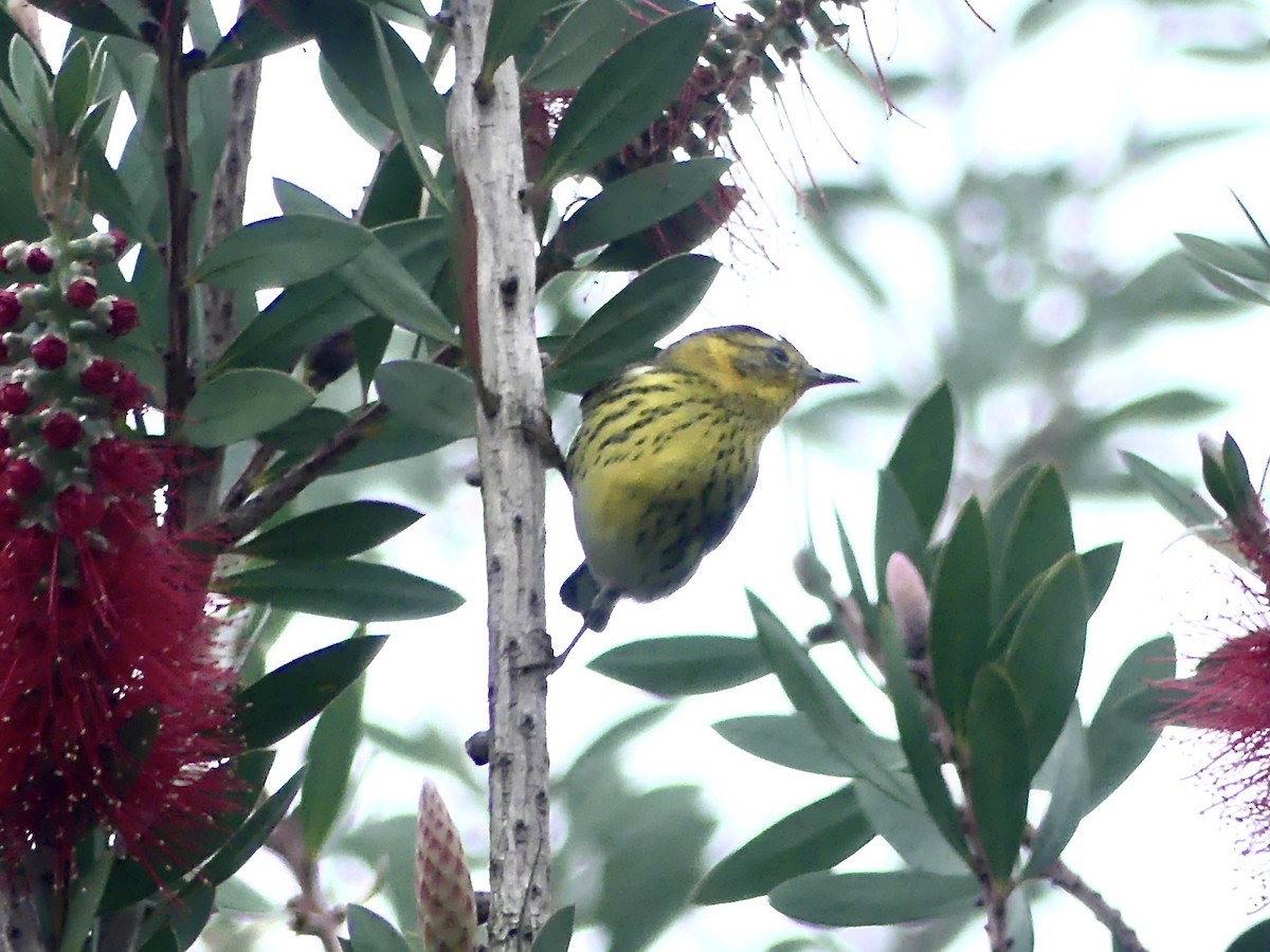 Cape May Warbler - ML209114241