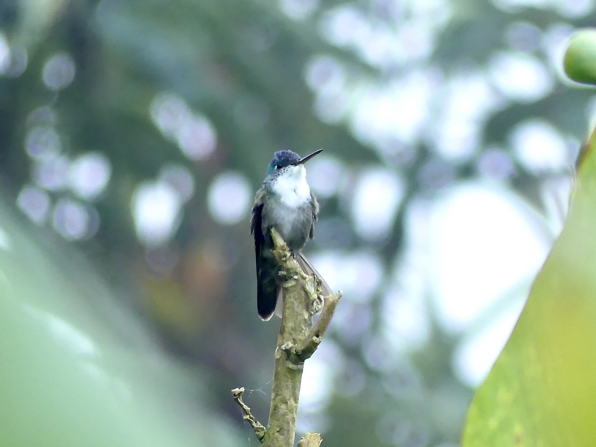 Azure-crowned Hummingbird - ML209114901