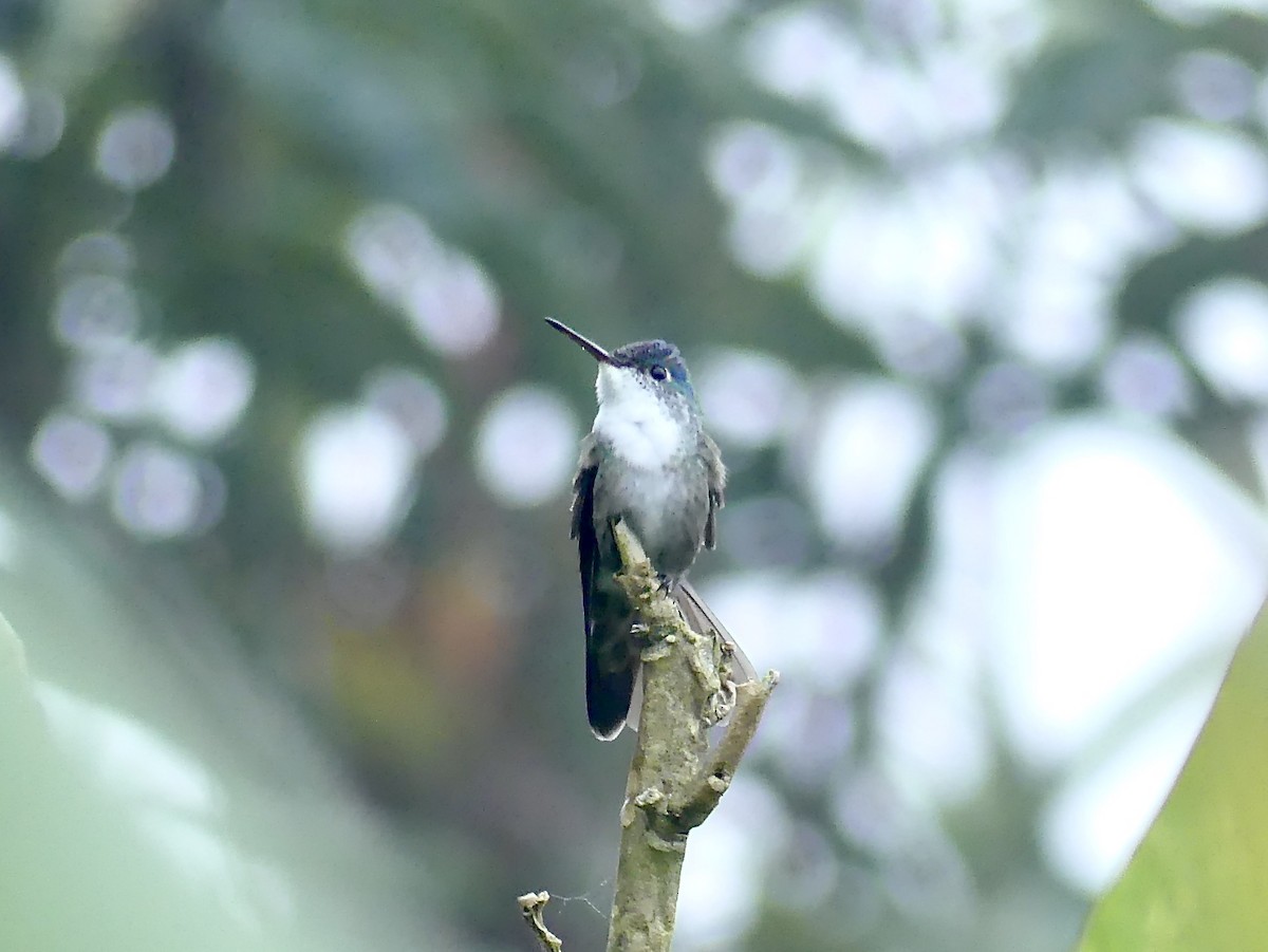 Azure-crowned Hummingbird - ML209114911