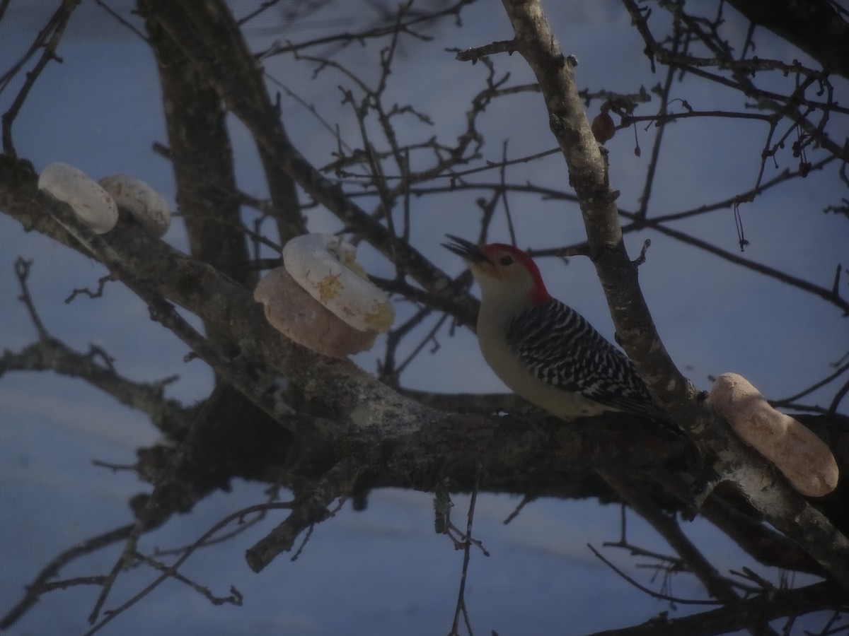 Red-bellied Woodpecker - ML209115281