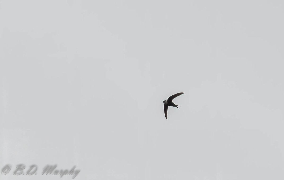 Lesser Swallow-tailed Swift - Brad Murphy