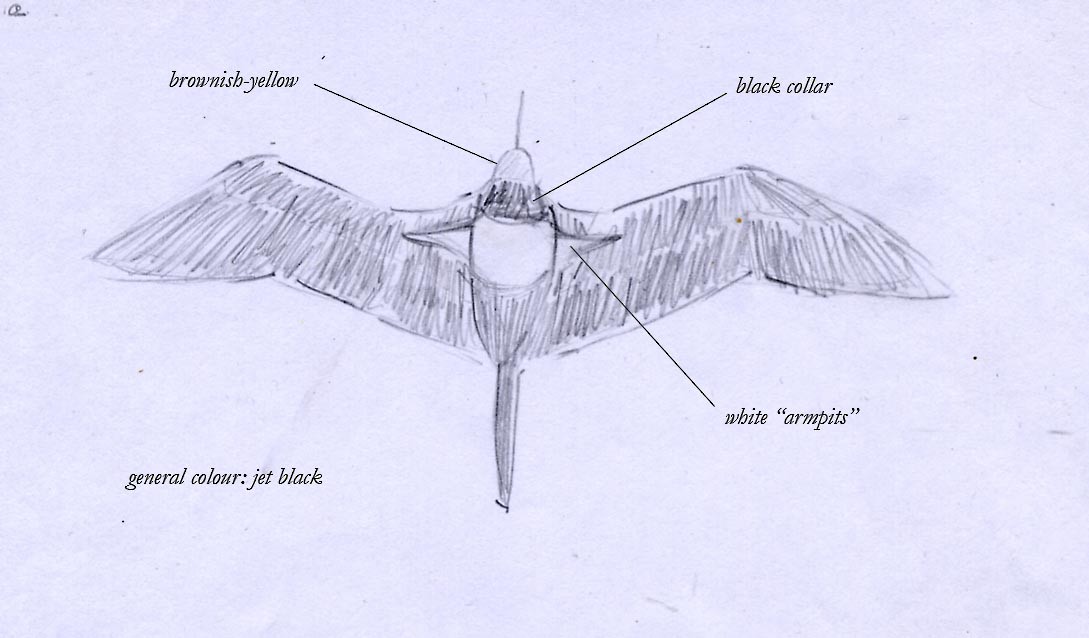 Lesser Frigatebird - ML209116161