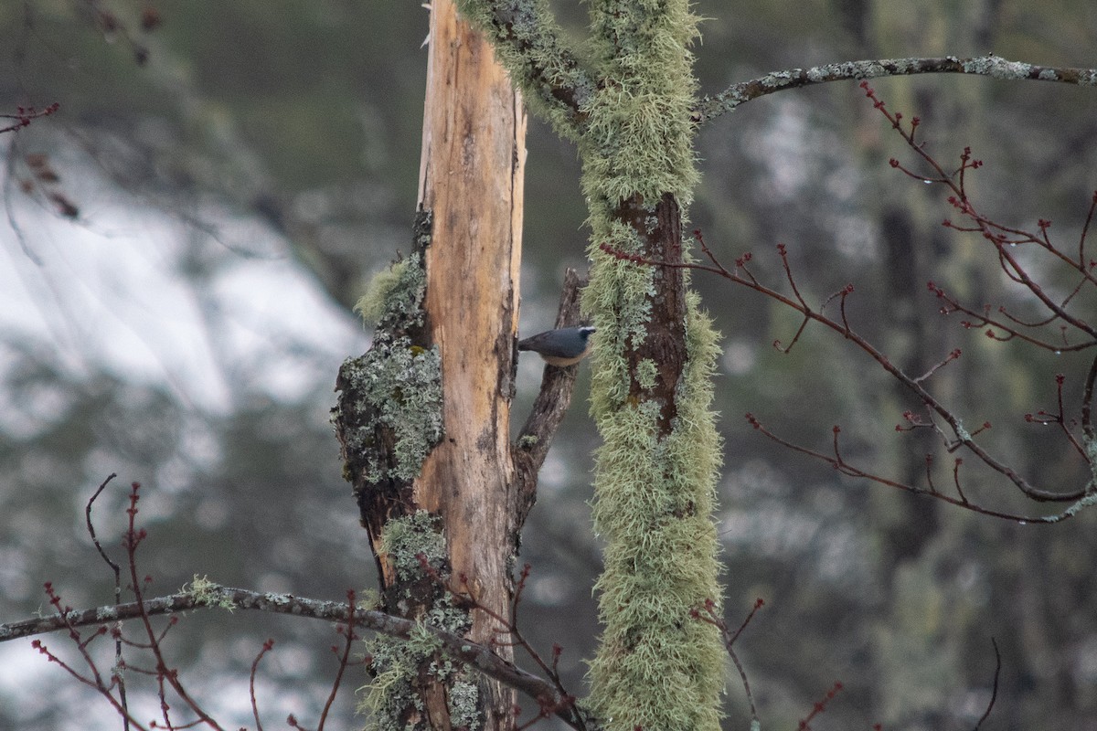 Red-breasted Nuthatch - Richard Littauer