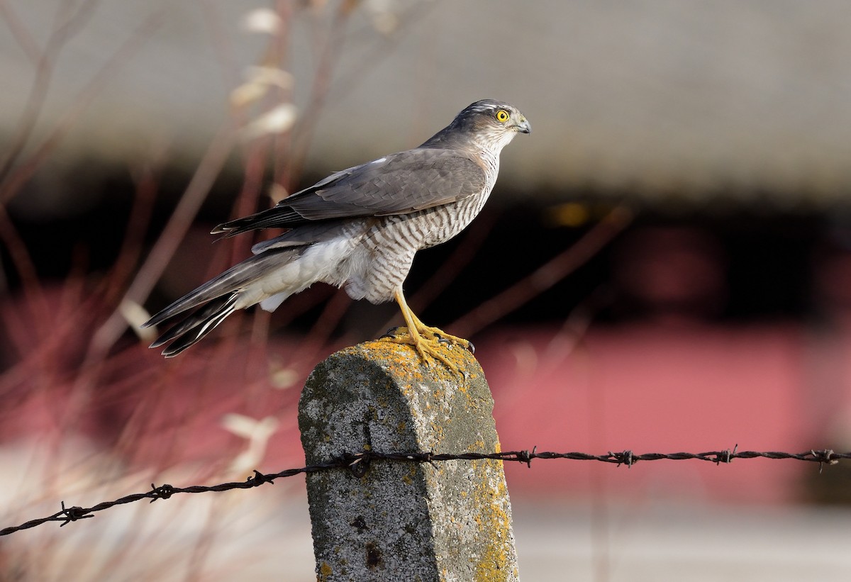 Eurasian Sparrowhawk - Pavel Štěpánek