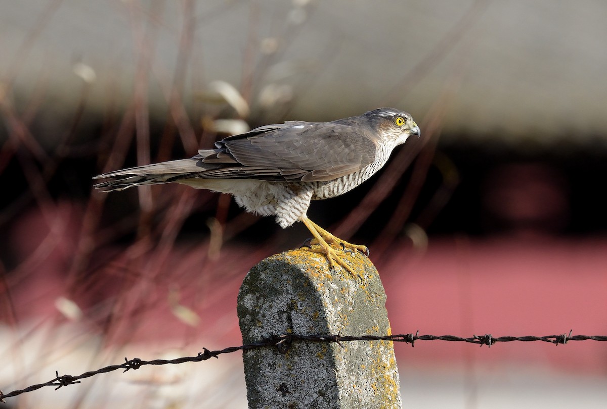 Eurasian Sparrowhawk - ML209117461
