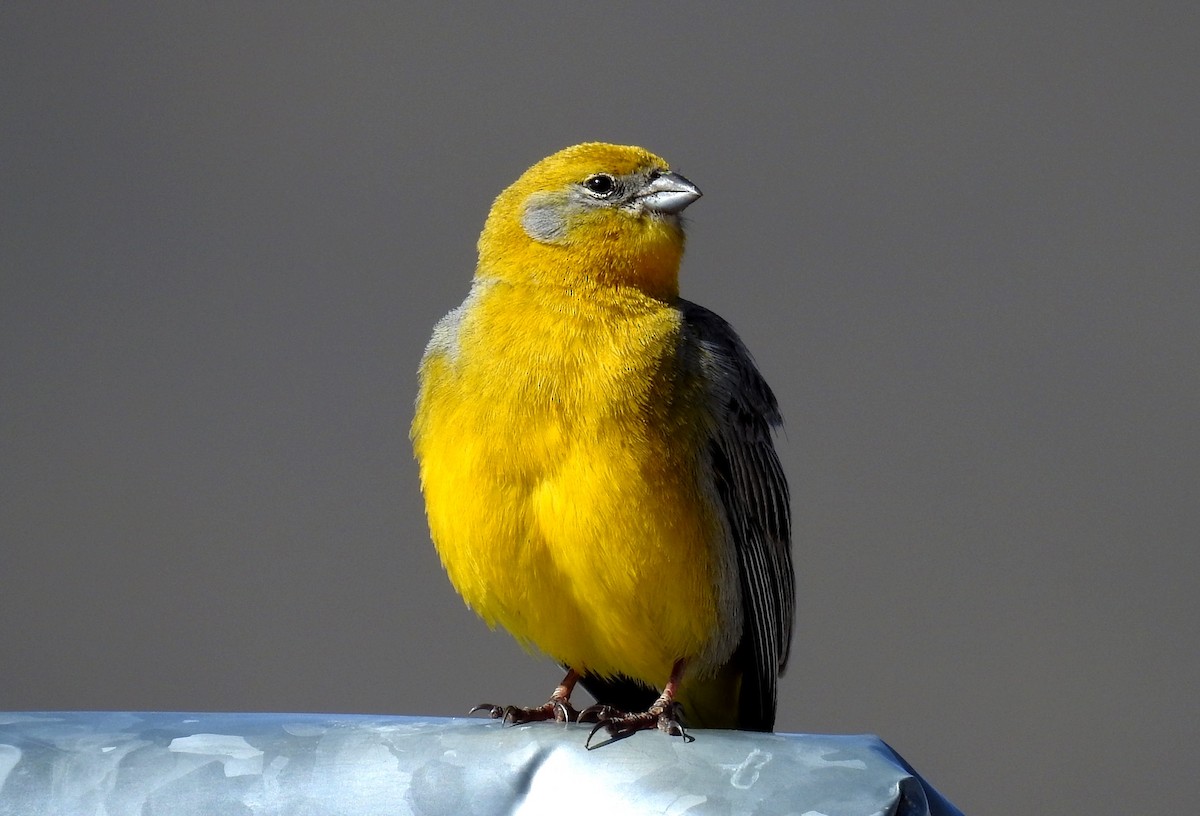 Bright-rumped Yellow-Finch - ML209120451