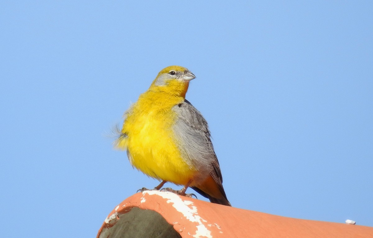 Bright-rumped Yellow-Finch - Fernando Angulo - CORBIDI