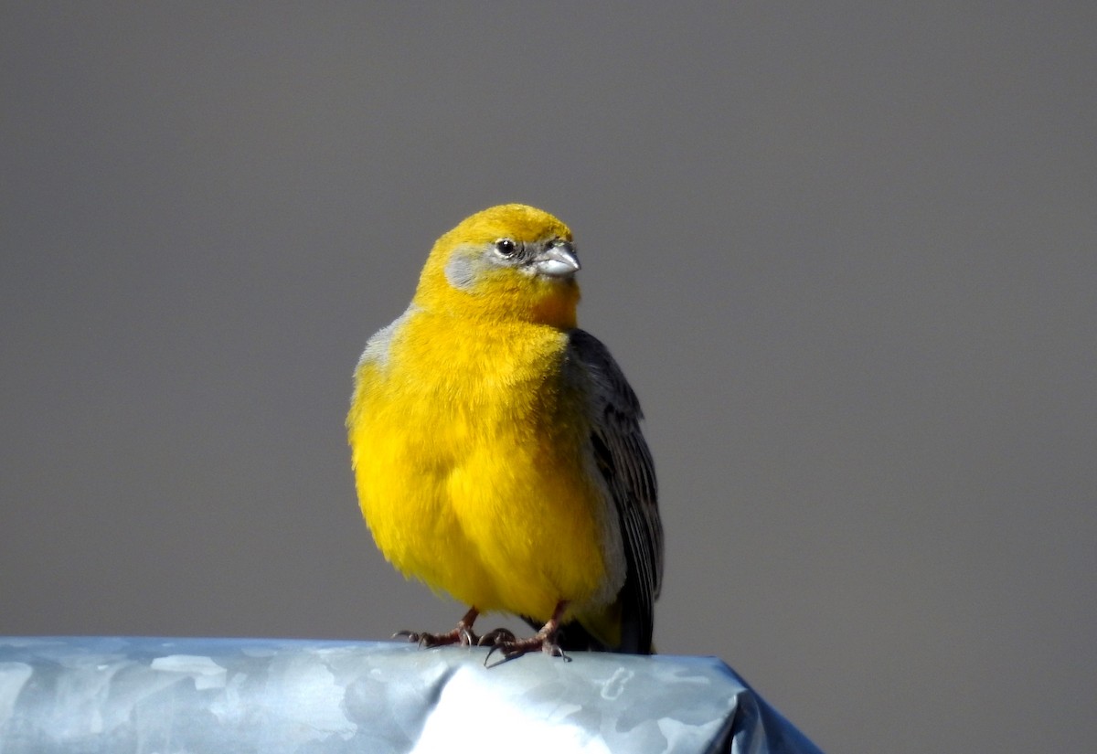 Bright-rumped Yellow-Finch - ML209120581