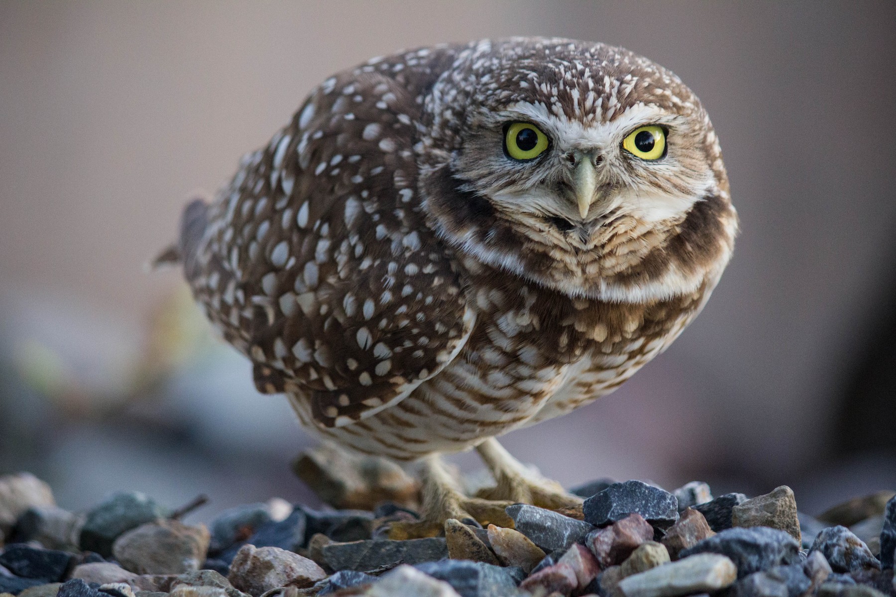Burrowing Owl (Western) - Jared Conaway