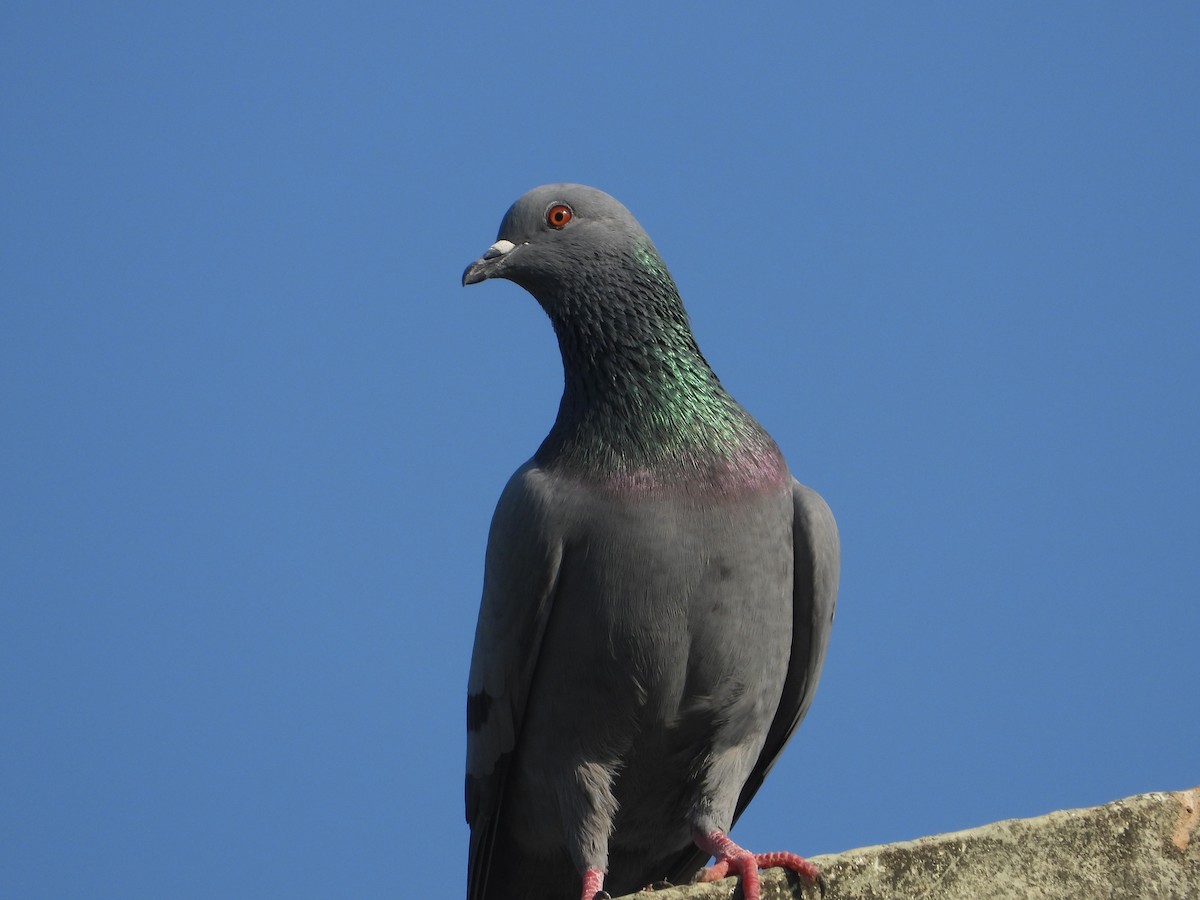 Rock Pigeon (Feral Pigeon) - Rekha Rawat