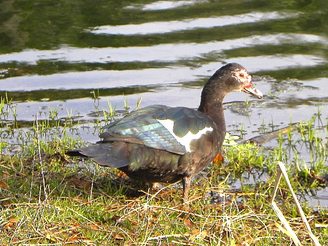 Muscovy Duck (Domestic type) - Roy E. Peterson