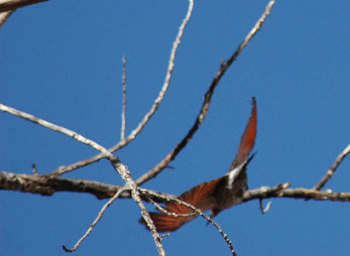 Northern Flicker (Red-shafted) - ML20913001