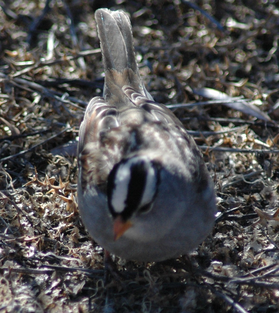 White-crowned Sparrow (Gambel's) - David Wheeler