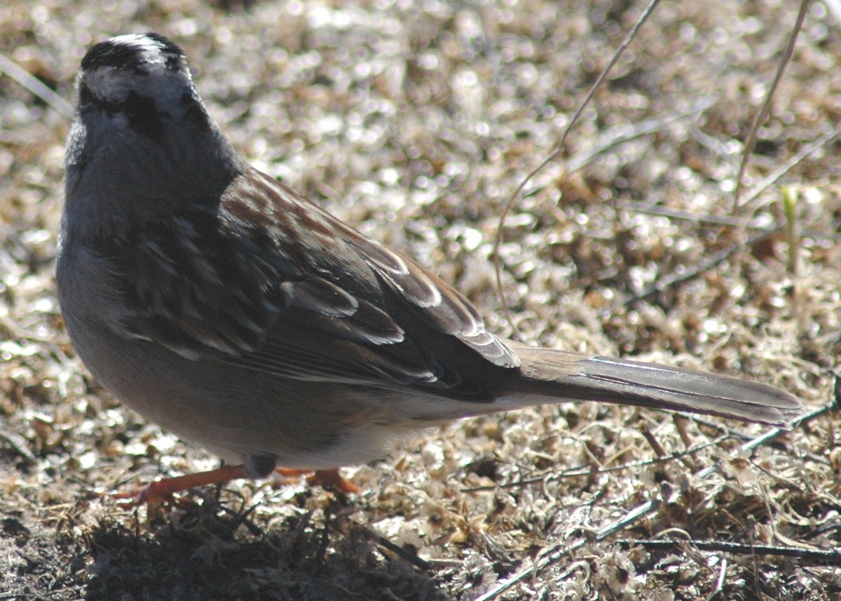 White-crowned Sparrow (Gambel's) - David Wheeler