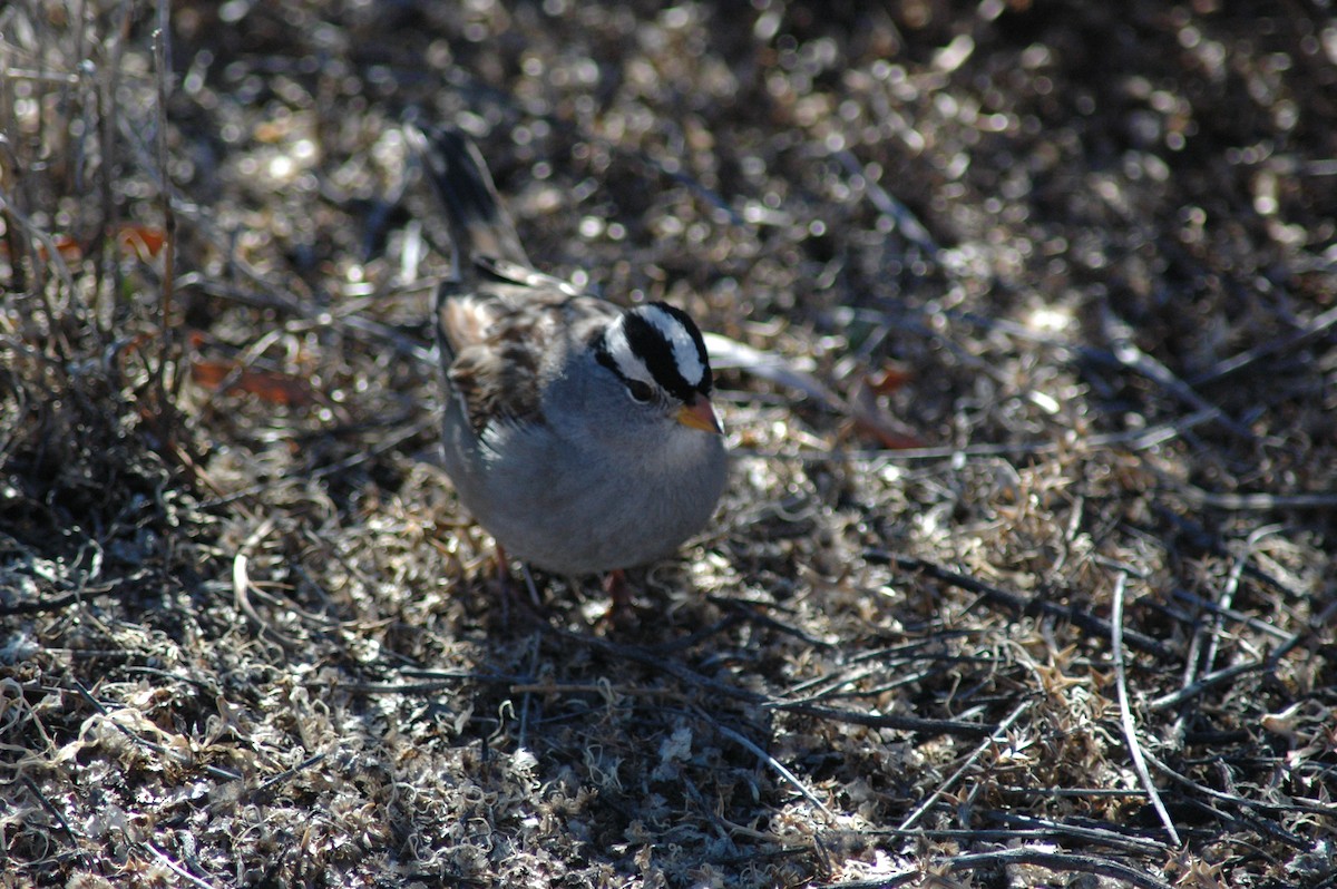 White-crowned Sparrow (Gambel's) - ML20913181