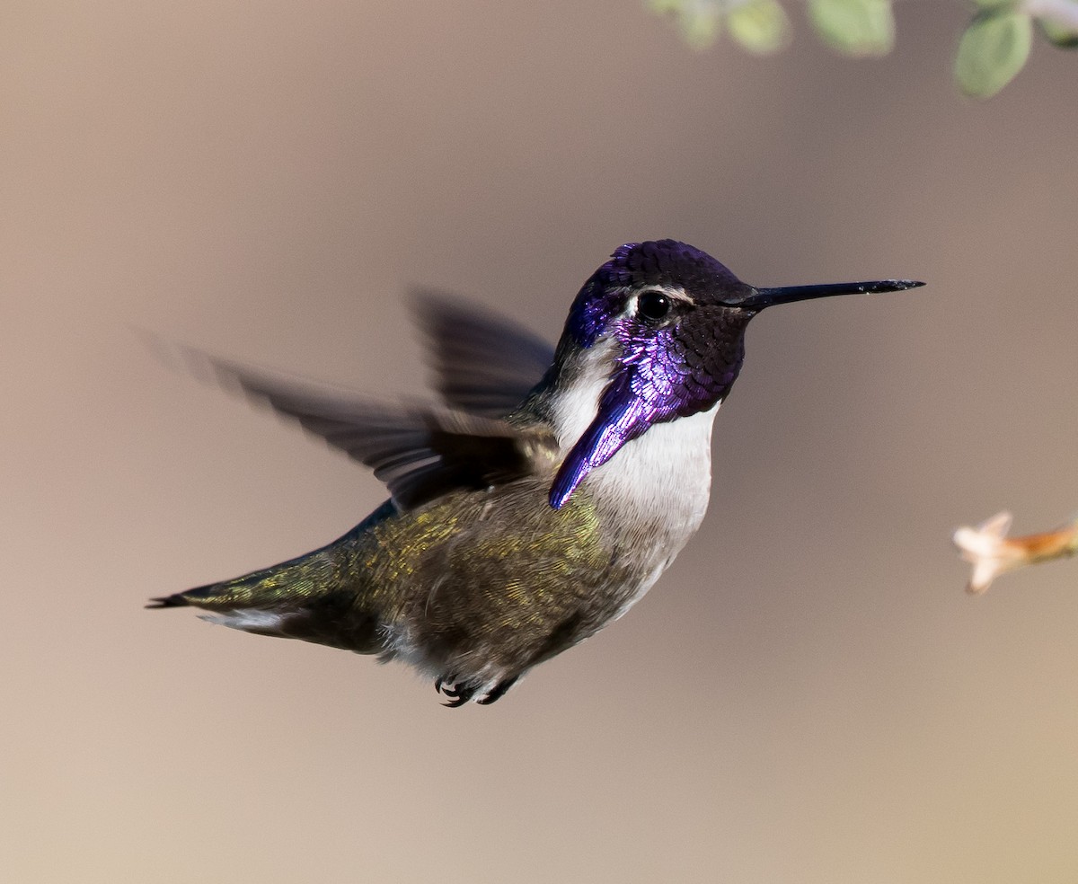 Costa's Hummingbird - Gordon Karre
