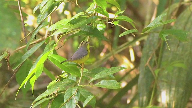 Golden-crowned Warbler - ML209137591