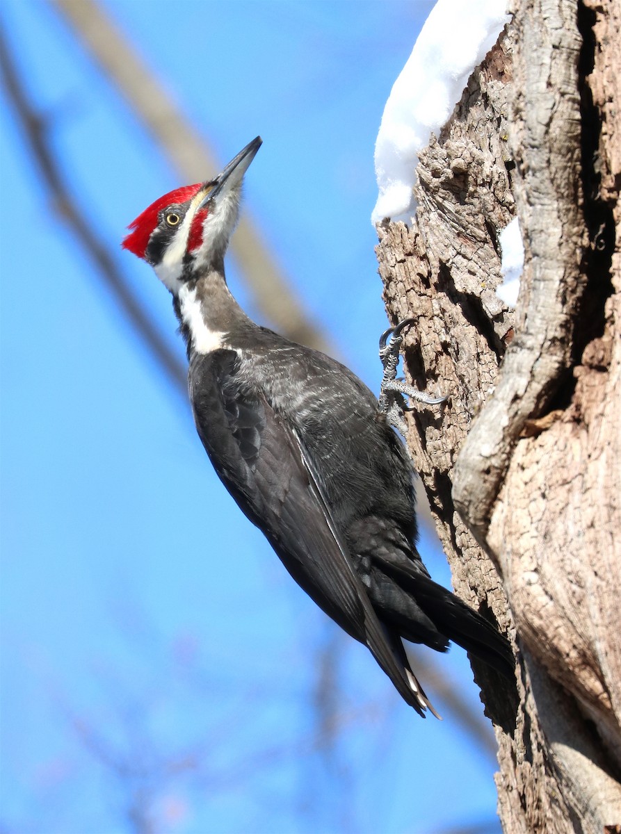 Pileated Woodpecker - ML209142161