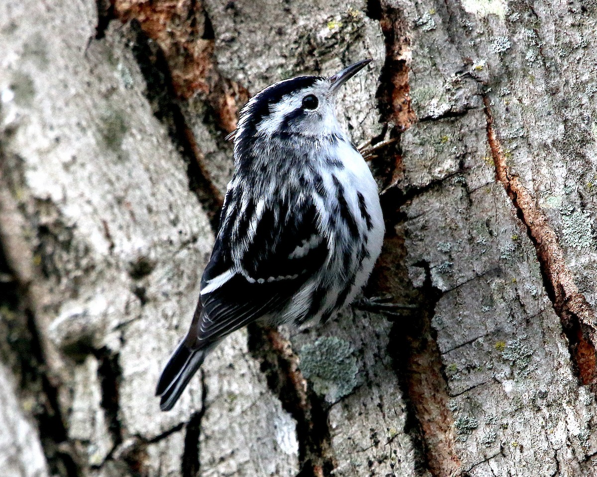 Black-and-white Warbler - ML209146661