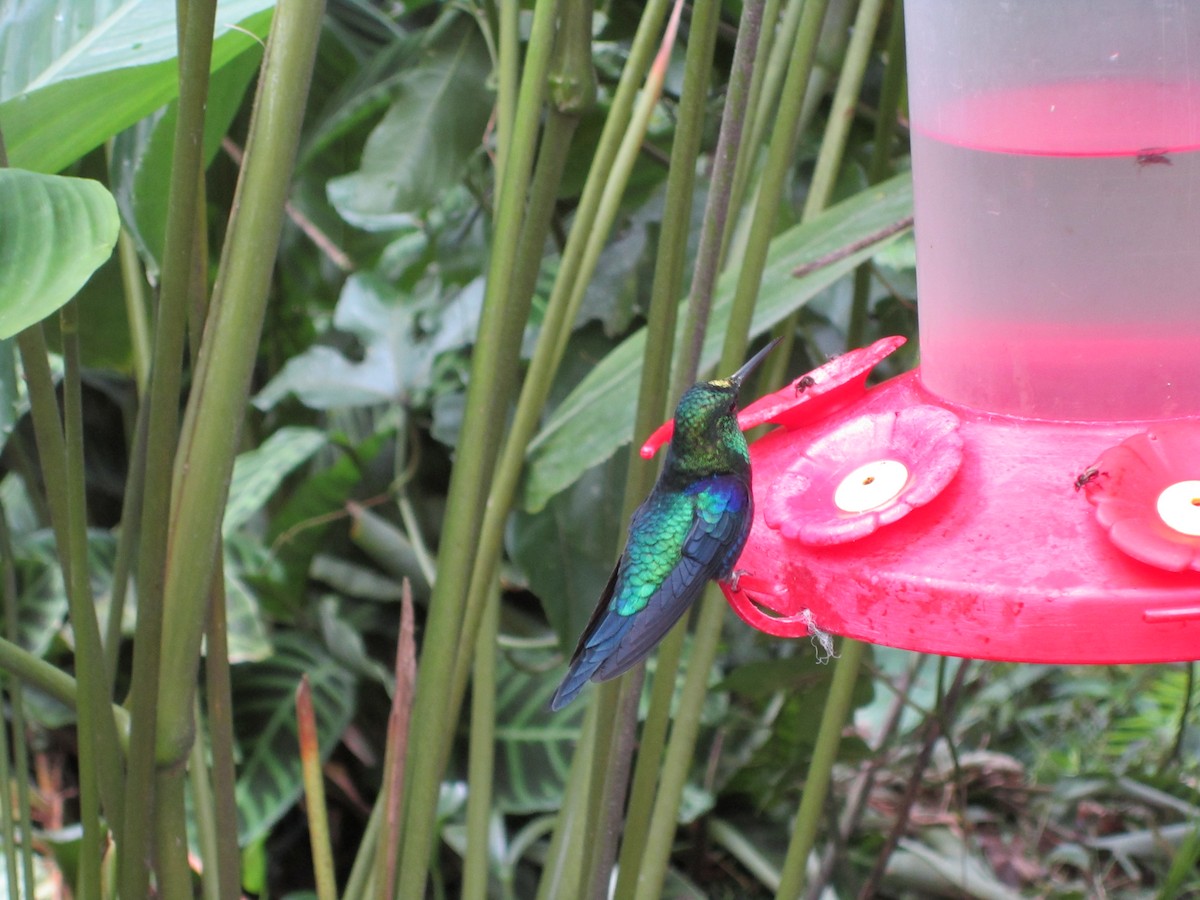 kolibřík vidloocasý - ML209148531