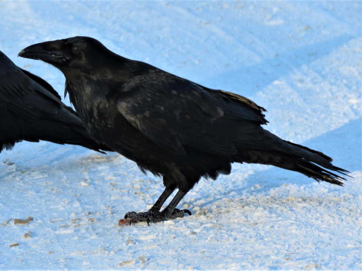 Common Raven - ML209151261