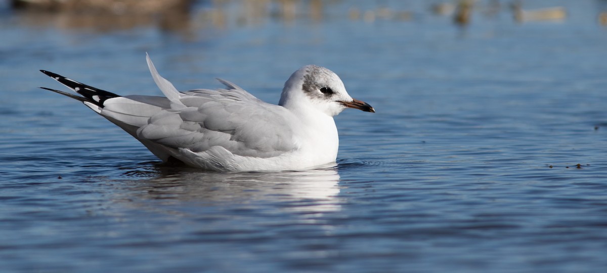 Black-headed x Ring-billed Gull (hybrid) - eBird